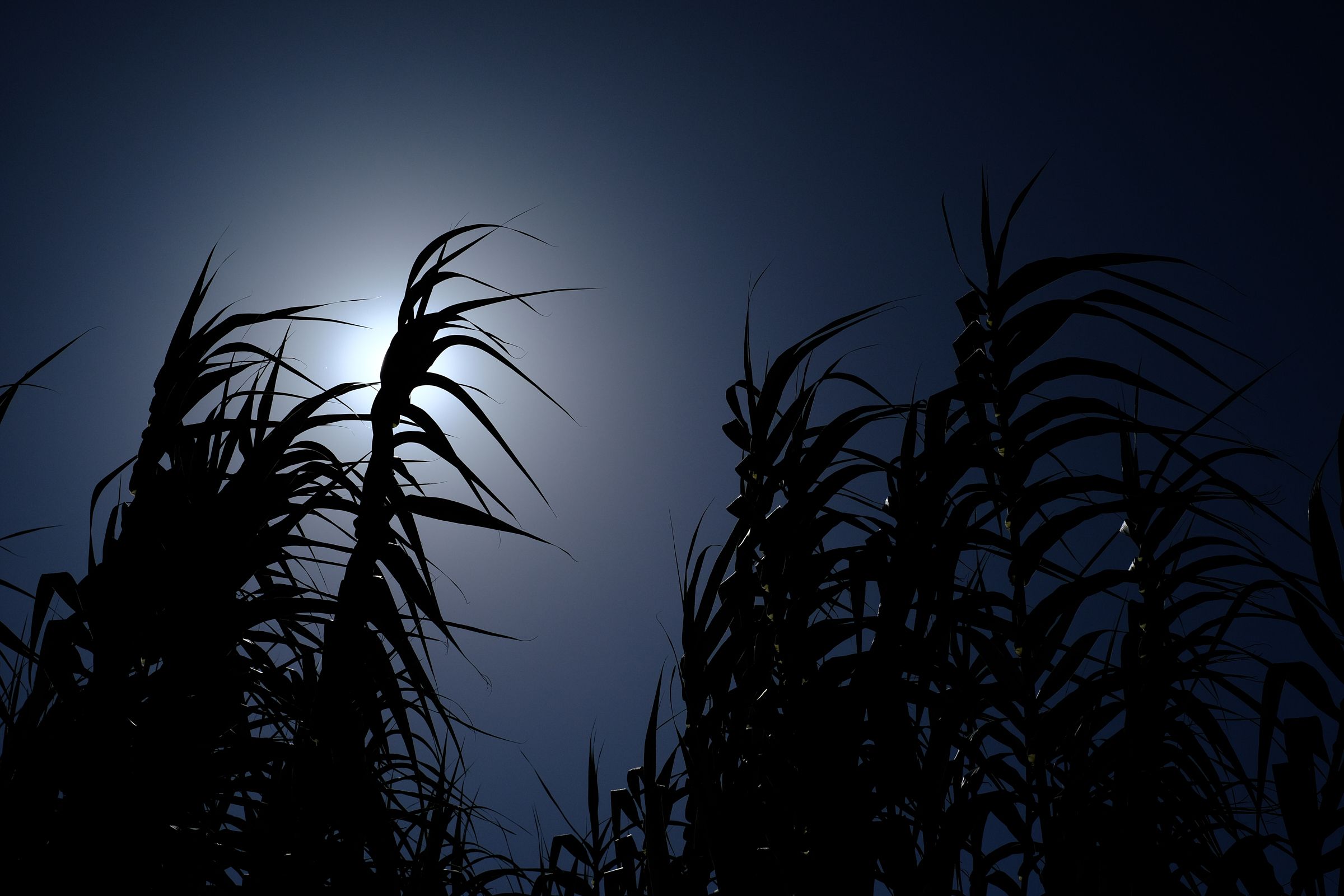 Canne in Controluce